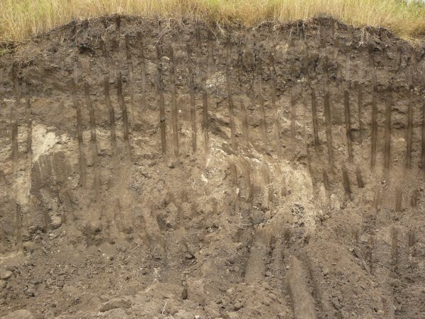 Texture of dark brown dirt wall with smooth vertical marks dug into it and an area of green and yellow grass at the top.